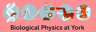 Biological Physics and Biophysics at York